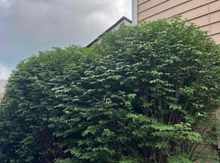 Bush Trimming by Armando J for Crystal H. in Duluth, GA