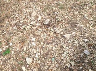 Cleanups by Patrick Kelly for Jacqueline R. in Austin, TX