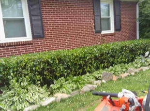Bush Trimming by Naji Robinson for Frances O. in Greenville, SC