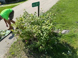Bush Trimming by Matt Meicher for Felica W. in Madison, WI
