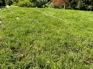 Heidi N.'s Lawn Mowing service result