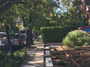 Bush Trimming by Michael Linley for clayton s. in Sacramento, CA