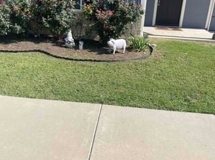 Weeding by Samuel Fogg for Mark G. in Denton, TX