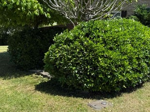 Bush Trimming by Thomas Dobak for Chase L. in Hendersonville, TN