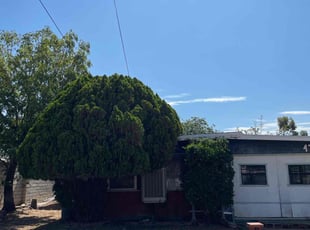 Bush Trimming by Mario Monje for Gilbert R. in Riverside, CA
