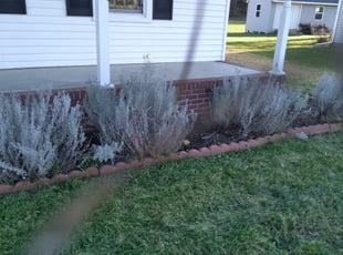 Weeding by Tom Sykes for Brent L. in Hampton, VA
