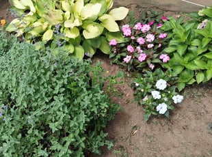Weeding by James Randolph for Bob D. in Albertson, NY