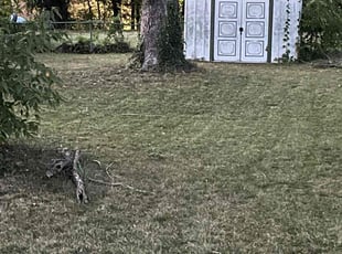 Danielle W.'s Yard Cutting service result