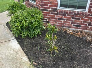 Weeding by Paul Jones for Sabrina T. in Katy, TX