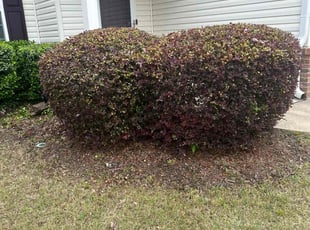 Bush Trimming by Ross Stevens for Veronica Y. in Canton, GA