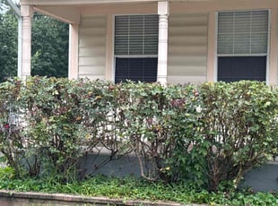 Bush Trimming by Arthur Bailey for Dan O. in Stafford, VA
