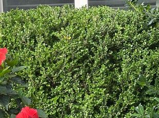 Bush Trimming by Rosa Valencia for Shwetha B. in Richardson, TX