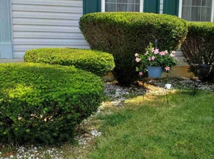 Bush Trimming by Chris Smith for Chara L. in Indianapolis, IN