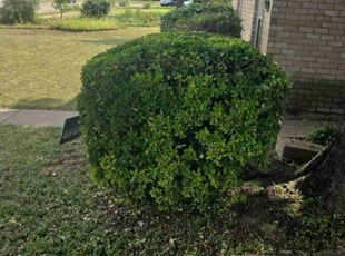 Bush Trimming by Manuel Solis Soto for Sandra M. in Richardson, TX