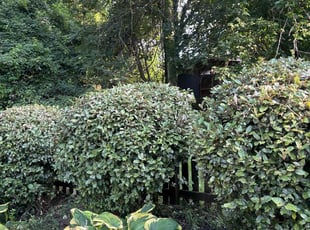 Bush Trimming by Daniel Maldonado for Maureen E. in Charlottesville, VA