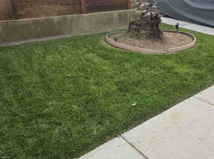 Sharon C.'s Lawn Maintenance service result