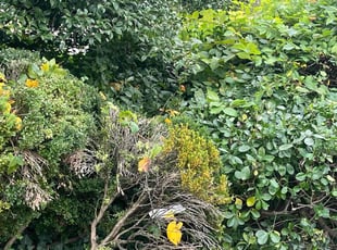 Bush Trimming by Albert Forbes for S H. in Baltimore, MD