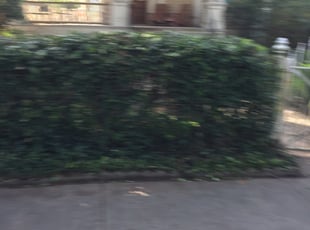 Bush Trimming by James Pilgreen for Jeffrey W. in New Orleans, LA