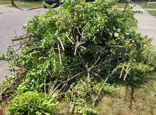 Bush Trimming by Devon Steed for Diana R. in Pontiac, MI