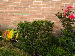 Bush Trimming by Jennifer Macias for Anjela R. in Spring, TX
