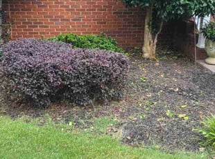 Bush Trimming by Denise Santana for Carolyn R. in Cartersville, GA