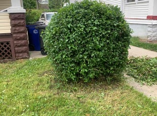 Bush Trimming by Charles Hinton for Temetra T. in Cleveland, OH