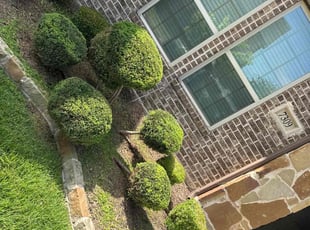 Bush Trimming by Patrick Stewart for Shelley T. in McKinney, TX