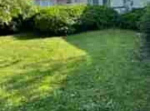 Ann B.'s Lawn Mowing service result