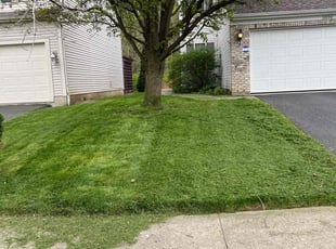 Maurice S.'s Yard Cutting service result