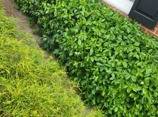 Bush Trimming by Aaron Bergman for Leroy W. in Columbus, OH