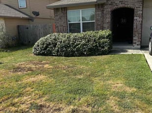 Bush Trimming by Lacy Dixon for Lynda B. in San Antonio, TX