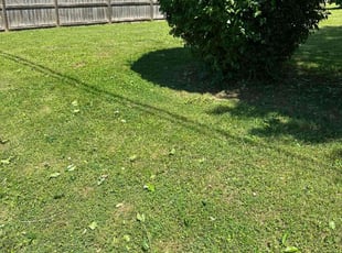 Bush Trimming by Timothy Blythe for david w. in Nashville, TN