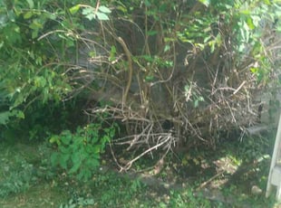 Bush Trimming by Christopher Rhyne for Saurabh R. in Verona, WI