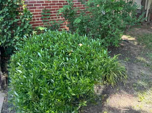 Bush Trimming by Sam Kaczmarek for Robert V. in Richmond, VA