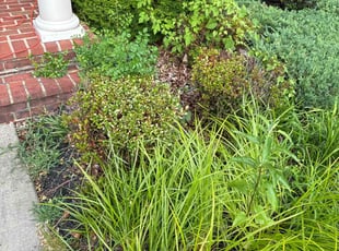 Bush Trimming by Bryan M for Harry C. in Upper Marlboro, MD