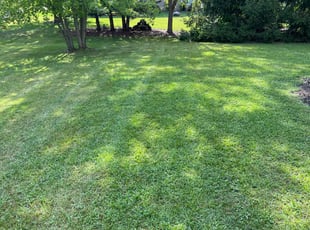 David T.'s Grass Cutting service result