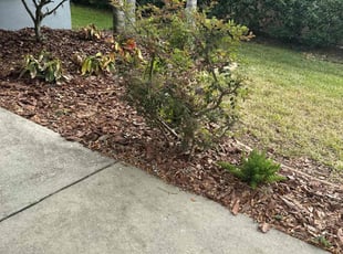 Bush Trimming by Malcolm Hunter for ben j. in Zephyrhills, FL