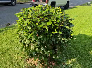 Bush Trimming by Valera Swearngin for Brittany H. in Chesapeake, VA