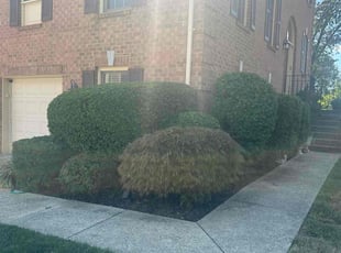 Bush Trimming by Jose M Rodriguez for Amy S. in Alexandria, VA