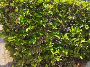 Bush Trimming by Vernon Simpkins for Janet P. in Mount Dora, FL