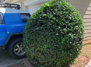 Bush Trimming by Larry McKenzie for Bryan M. in Dacula, GA