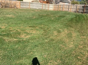 Leaf Removal by Nick Ecker for Susan N. in Olathe, KS