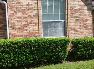 Bush Trimming by Sherry Jones for Shazondra L. in Shreveport, LA