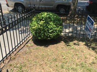 Bush Trimming by Christopher Sandoval for LeJuan S. in Washington, DC