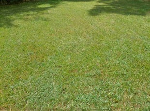 Jeremy G.'s Yard Cutting service result