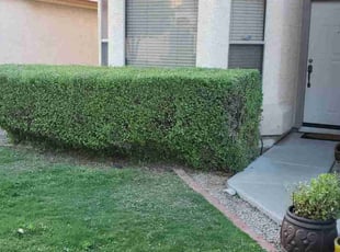 Bush Trimming by Chris Hawk for Andrew N. in Phoenix, AZ