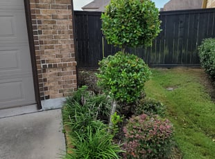 Bush Trimming by Briana Rivera for Deborah S. in Richmond, TX