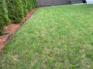 Jessica S.'s Lawn Mowing Service service result
