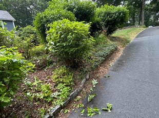 Bush Trimming by David Coppola for Kurleigh S. in Hamden, CT