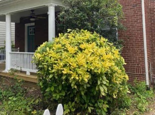 Bush Trimming by Vic Aleman for Sara B. in Washington, DC